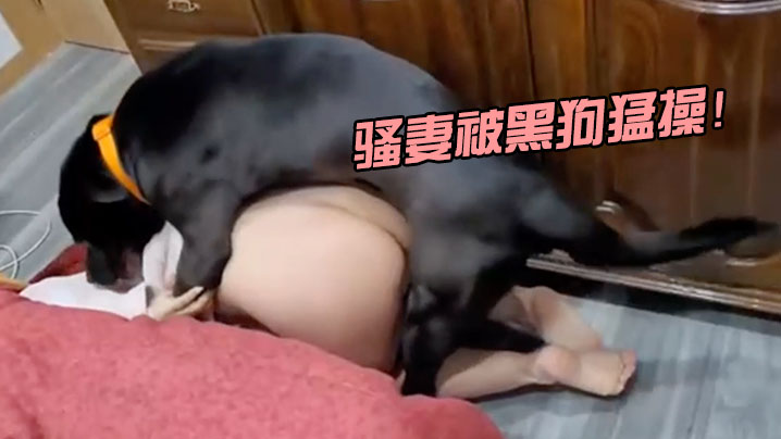 骚妻被黑狗猛操